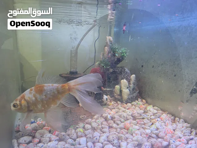 حوض سمك 60