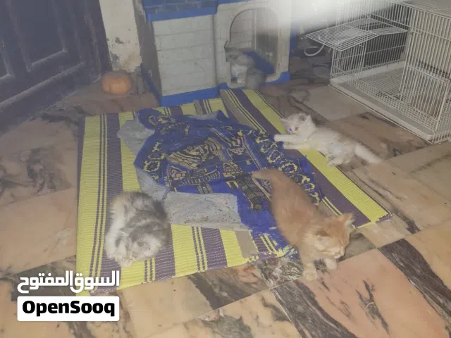 قطط يرازي اصليه