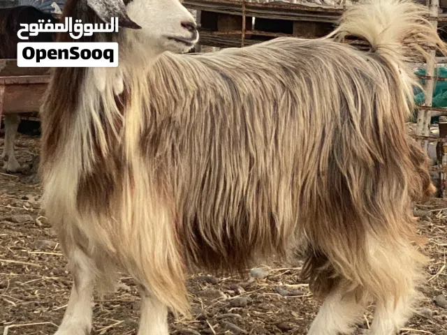 للبيع اغنام من حلال بني سعيد  العدد 6 اربع اغنام فيهن عشار