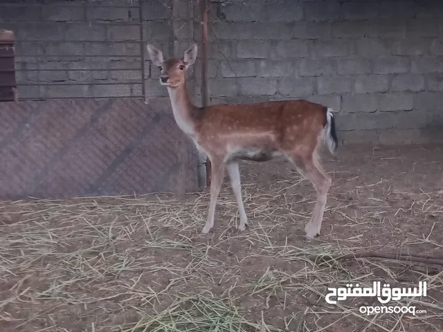 حل بيع غزال أنثى