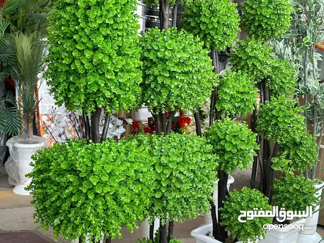 اشجار زينه للبيع