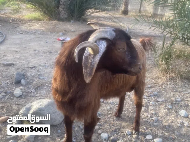 تيس متعافي مايشكي من اي شي