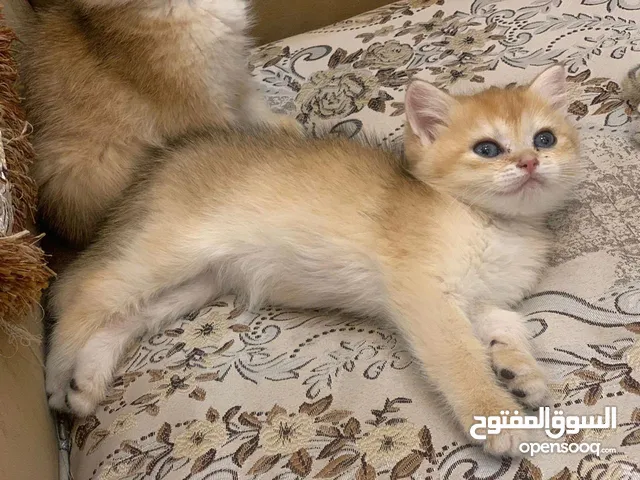 سكوتش ستريت بيور نظيف جدا
