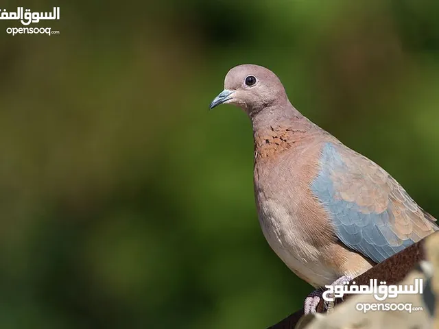 حمام بر و عفاد