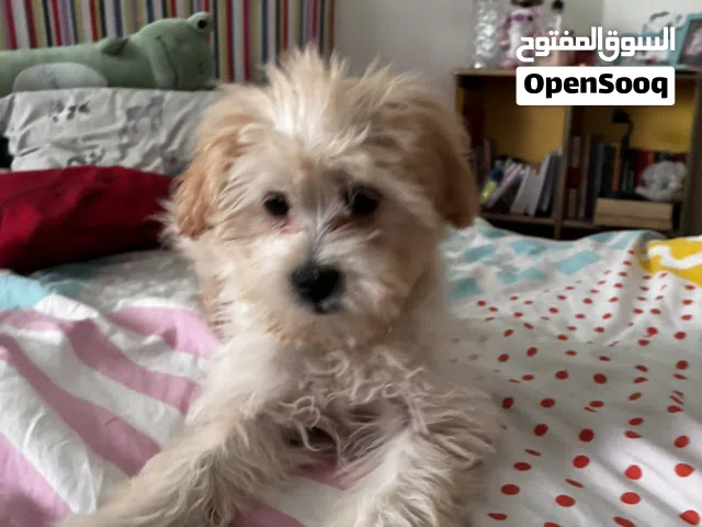 أنثى مالتيز للبيع أو ( البدل ) لعوبه جدًا و طاقتها حلوة مع الأطفال