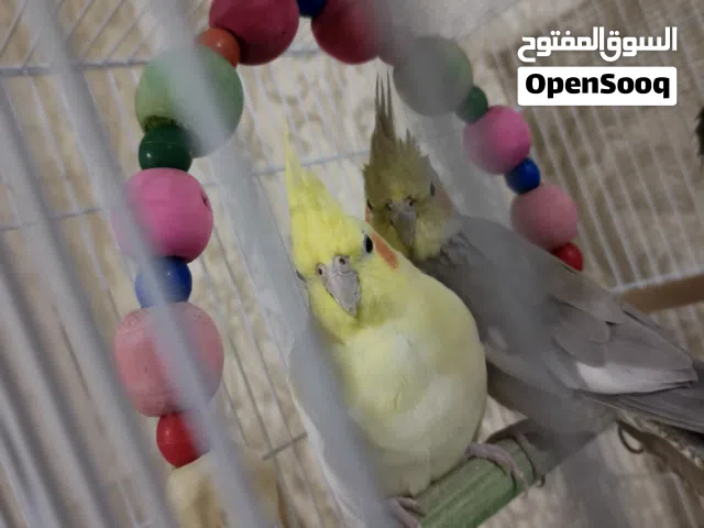 كوكتيلات اثنيناتهن