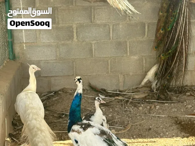 ازواج طاؤوس للبيع الوان مميزه و منتجه  وحاضنه للبيض