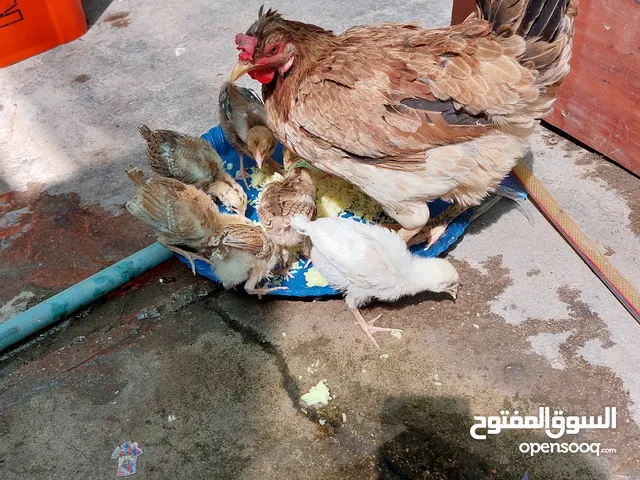 دجاجه عرب مع ثمانيه افراخ للبيع صحه فول