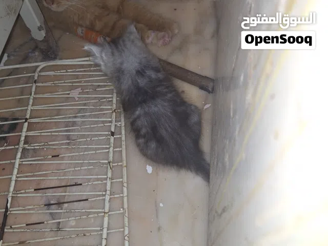 قطط شيرازي بيور تربيه بيت عمر شهر تعرف التربوكس
