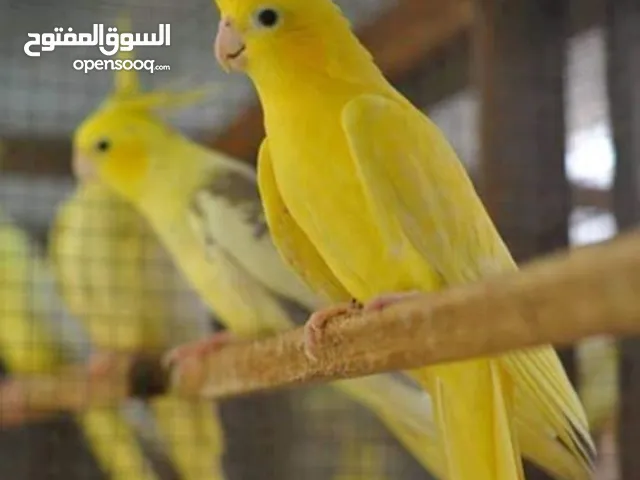 مطلوب غرفه طيور جميع الانواع تكون داخل اربد