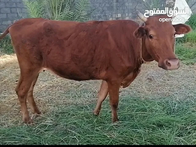 بقره عمانيه مافيها عشر تصلح ذبح وتربيه