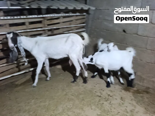 عنز حليب الله يبارك متاومة جدي وعناق. زليتن