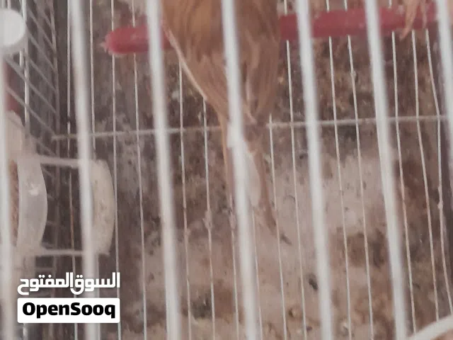السلام عليكم انتايه فايو كناري ربي يبارك