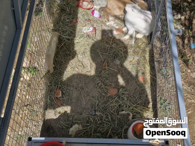 ارانب مع القفص