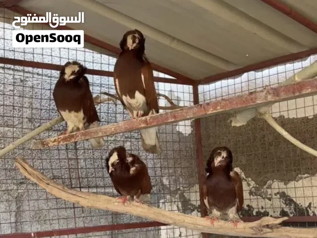 حمام نمساوي زوجين حارات