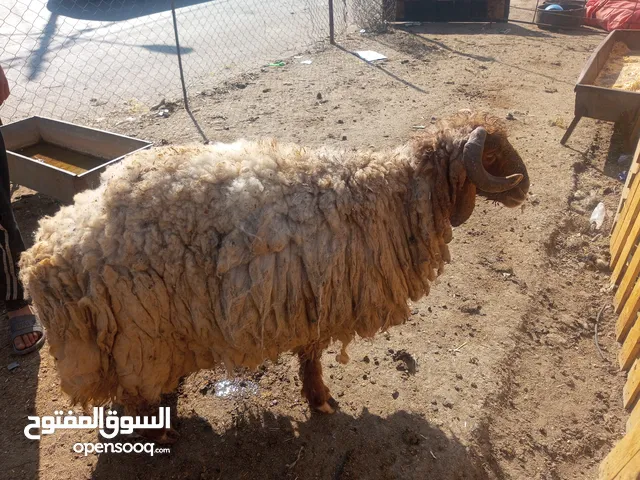 خاروف بلدي