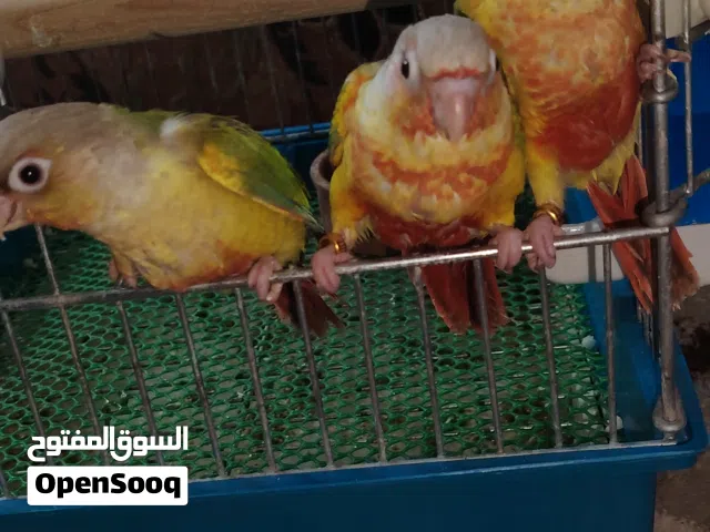 ببغاء جرين شيك حبات نخب حجم جامبو صدر هاي رد باينابول لي عشاق الزق اليدوي