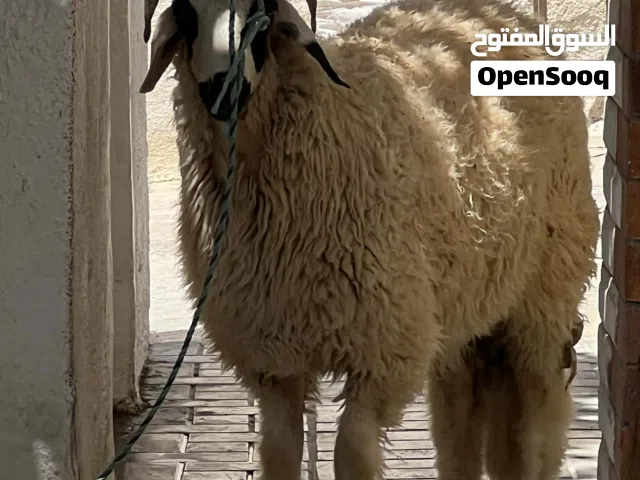 خروف ربي ييارك  تبارك الرحمان حاجه ربي يبارك لاياخد في دقيق لا شي  علافه او شعير لا اكثر ولا اقل