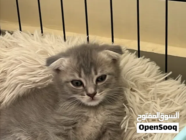اعلان بيع قطط
