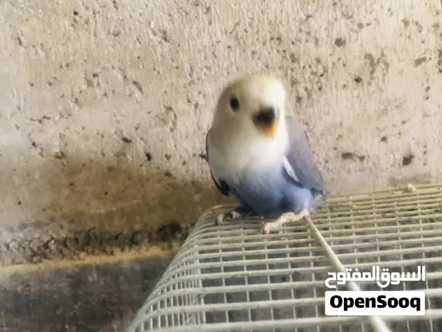 فرخ روز فايلوت لعشاق الزق