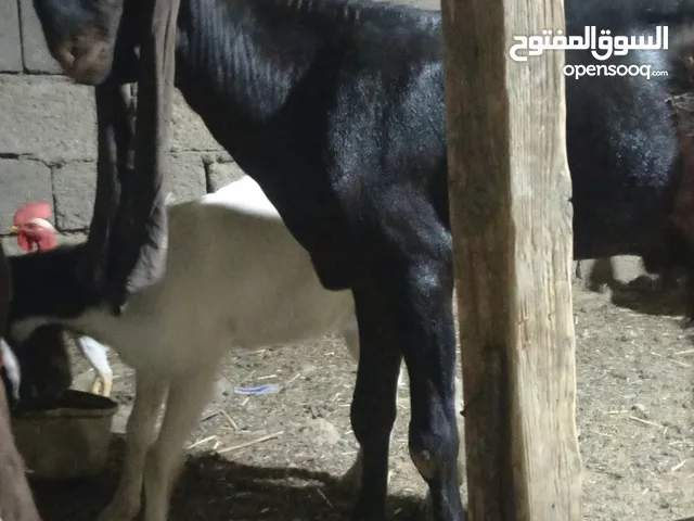 صخل بغاني دبسي بعد مدل بس سنين شرط فحوليه