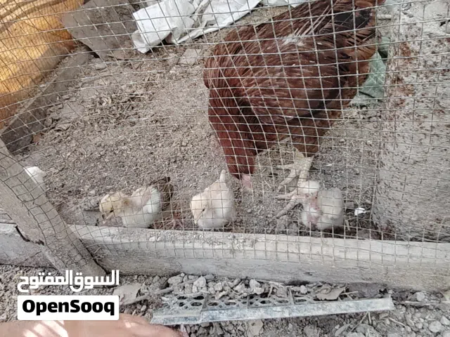 دجاجة جواها كتاكيت