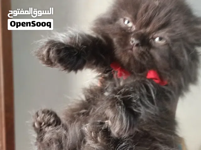 بيع قط شيرازي