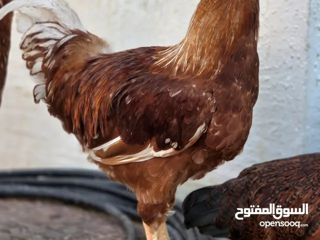 للبيع ديك ودجاجتين لوهمان