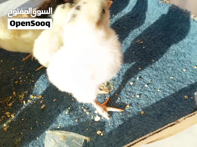 كتكوت عربي وفيهم طريفات امهجنات علي براهما