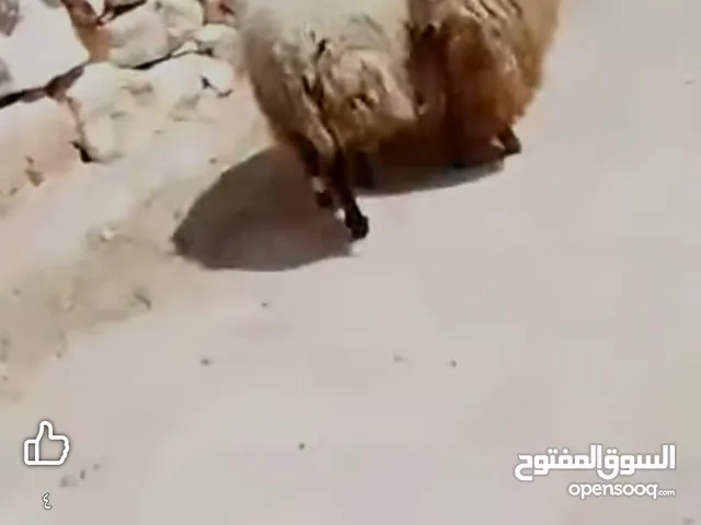 قراقير عدد 2 للبيع مقنوي أو لحم فللللللللل مسكرررررررات