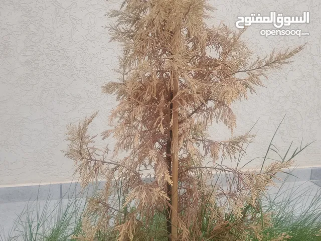 Residential Land for Sale in Zawiya Western Zawiya