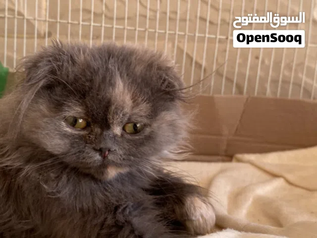 قطط  شيرزاي