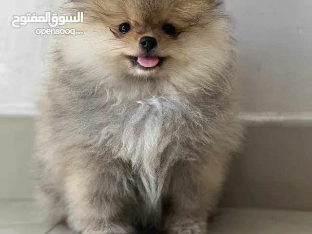 Pure Pomeranian puppy