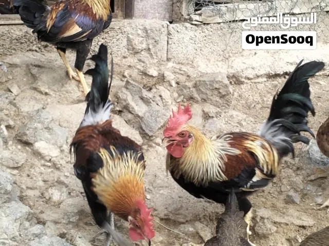 للبيع دجاج عربي قديم ذكور فقط دجاج الطيبين بدون اي تهجين انتاج طبيعي الحمدلله رابيات ف سييح