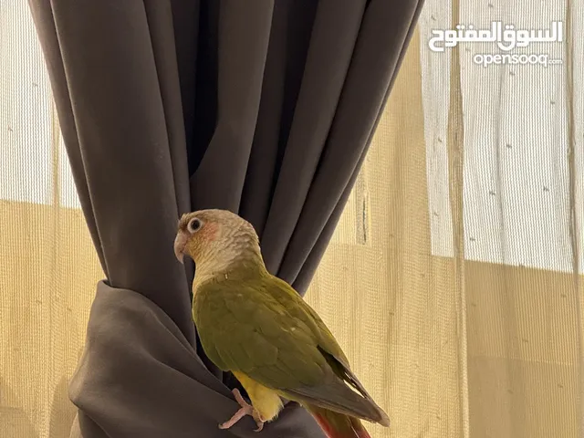 بغباء اناناس كنيور