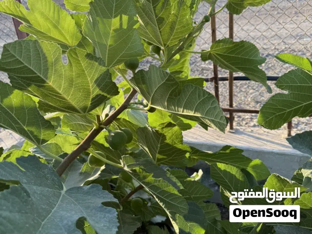 تين خليفة غزير الإنتاج