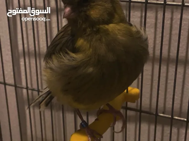 مطلوب كناري هواندي ( لون اخضر زيتي)