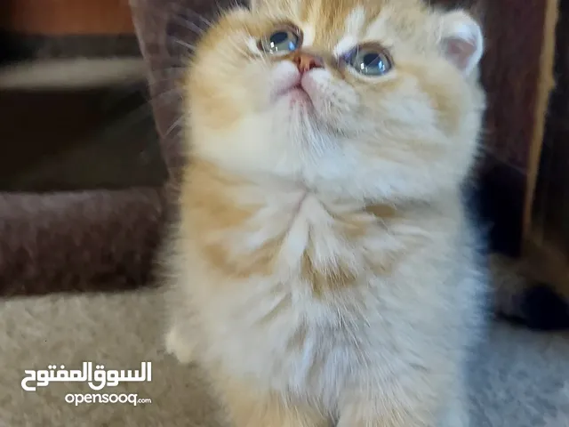 قطط جولدن ستريت وسكوتش فولد بيور للبيع