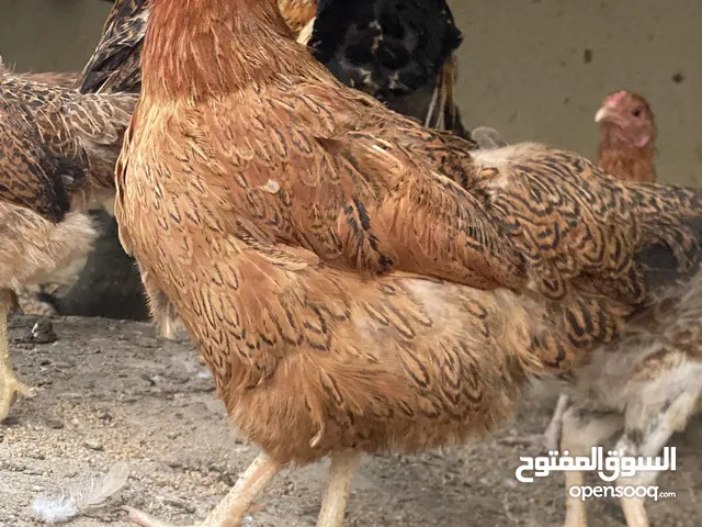 دجاج كوشن فرنسي