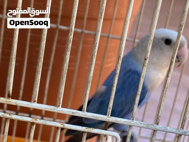 أنتايه للبيع