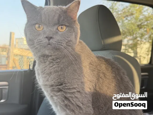 سكوتش فولد