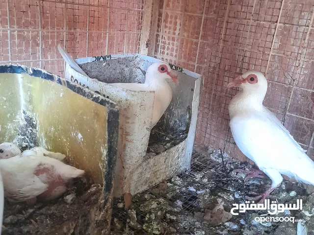 جوز بغادنه أبيض تحتيهن جوز فراخ وبيضات في تنكه ثانية والهن ثلاث فراخ كبار