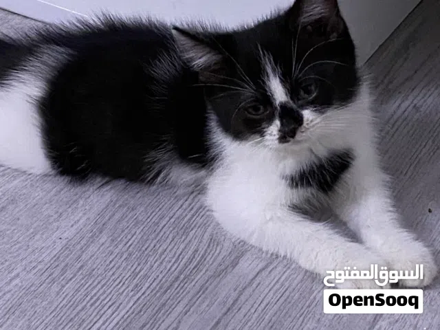 قطة أنثى للبيع