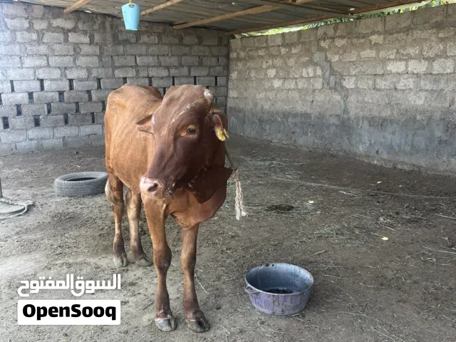 للبيع ثور أثيوبي