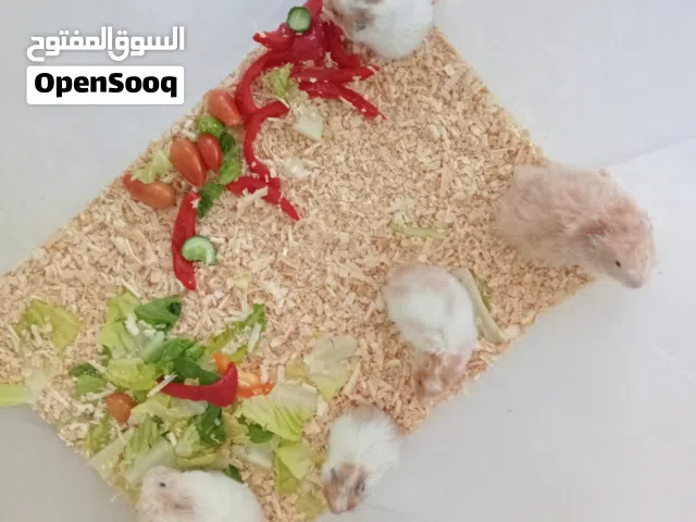 هاميستر سوري نوعيه ممتازه وشغالات وثلاث افراخ جداد ولدوهم
