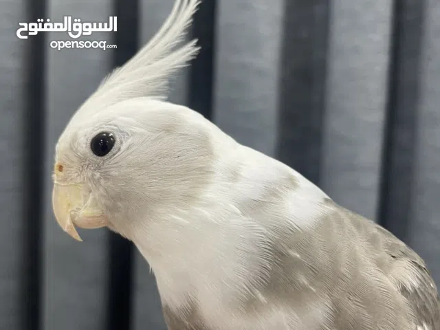 مطلوب انثي كوكتيل فرنساوي او بايد