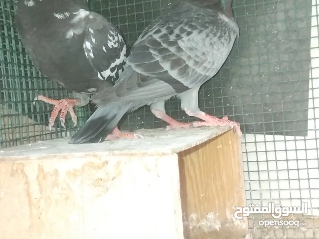 حمام جوز للبيع شغال معااا اثنين فروخ