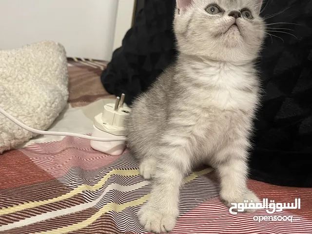 كيتين انثى مكس سكوتش وماربل