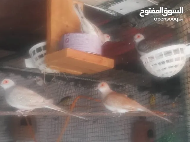 2 ....كوبيات حمام ماسي... وذكر فرادي
