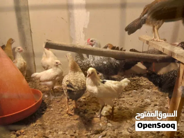 دجاج عماني للبيع